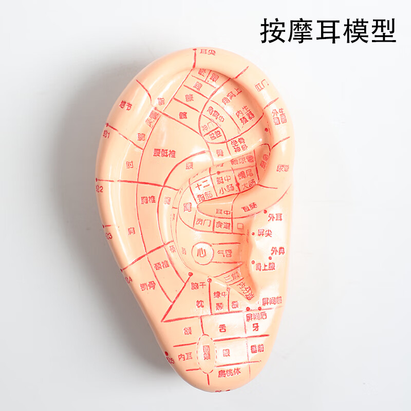 中研太和（ZHONGYANTAIHE）人體各種模型穴位教學(xué)模型腳模耳膜 手摸 型針灸推拿按摩穴位 按摩耳模型