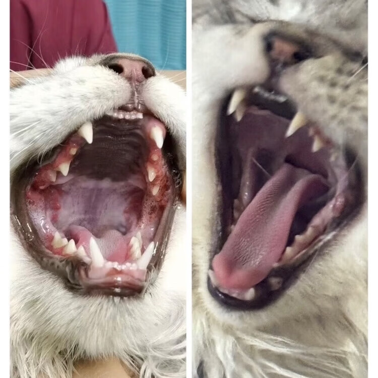 猫2801腹传冠状杯状口炎定制绿色胶囊确诊无效包退可顺丰次日达 【10粒散装】3公斤猫可用15-20天