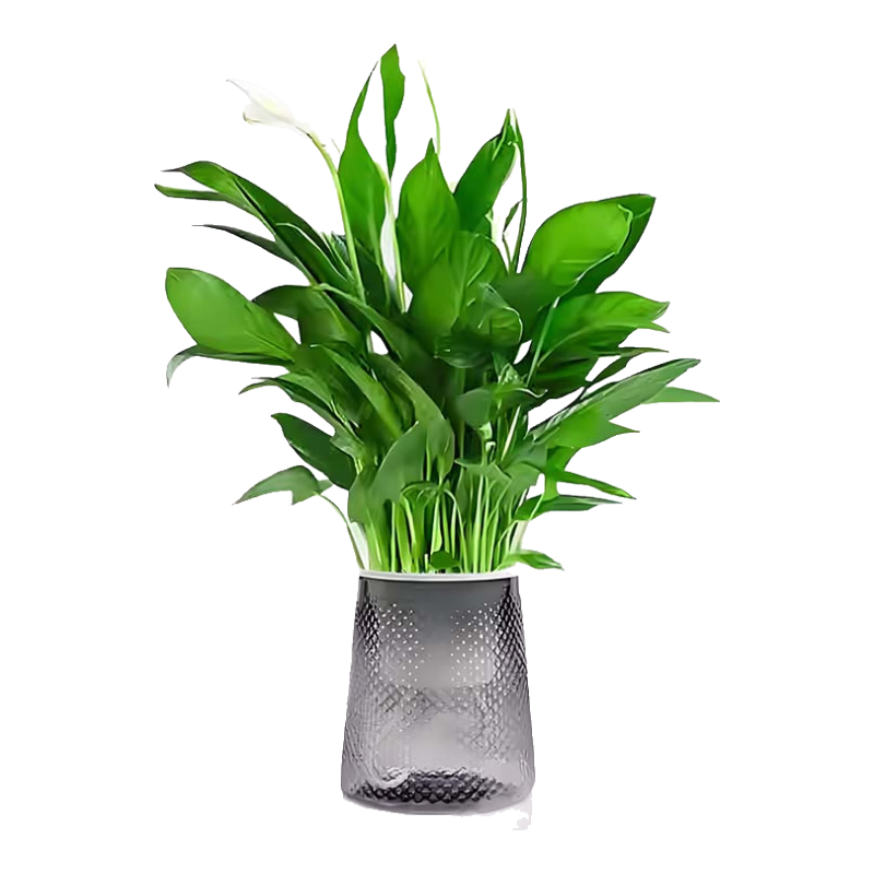 �������԰׷���һ����˳�����ش�Ż������ڿ�����ˮ��ֲ����� Լ30cm����-��ɫ������ˮ�� ������