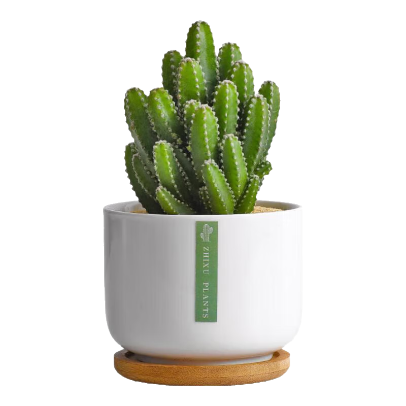 ����������������������⻨��ֲ��칫��������ֲ���������ڼ� ����ɽ���״���+�����̡� 15.01Ԫ