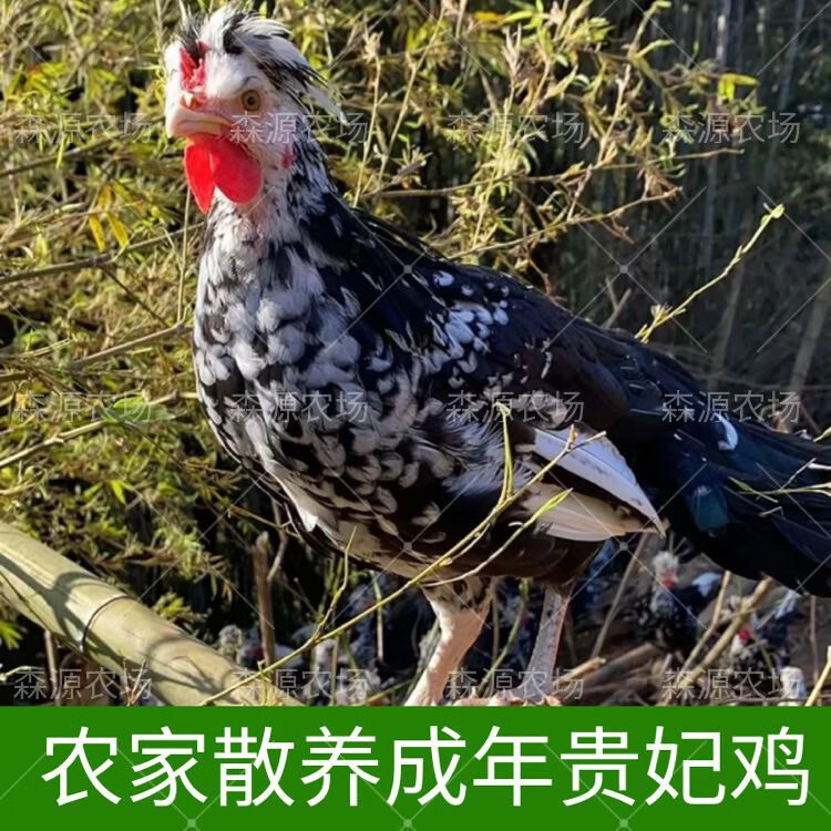 散养宫廷观赏鸡贵妇鸡高产蛋鸡肉鸡小鸡仔鸡苗 贵妃鸡公母联系客服
