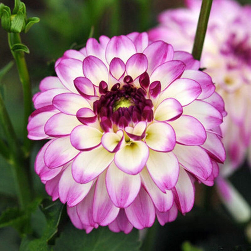 大丽花种球 大丽菊 地瓜花种球 种根室内盆栽大丽花进口球根花卉 百纳