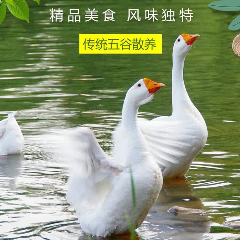 3年老鵝正宗農家散養(yǎng)大白鵝土鵝新鮮笨鵝草鵝鵝肝整只現殺