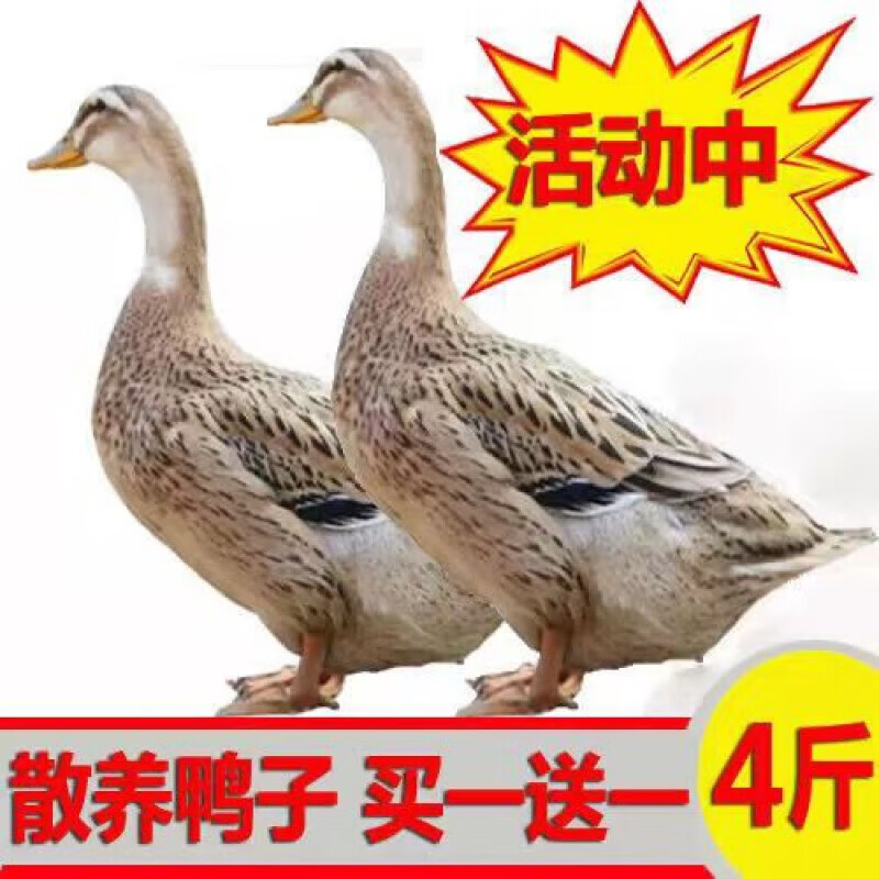灣鈺蜜農家散養土鴨子現殺正宗老鴨子整只鴨肉笨鴨鮮鴨冷凍批發(fā) 買(mǎi)一贈一(發(fā)貨2只)