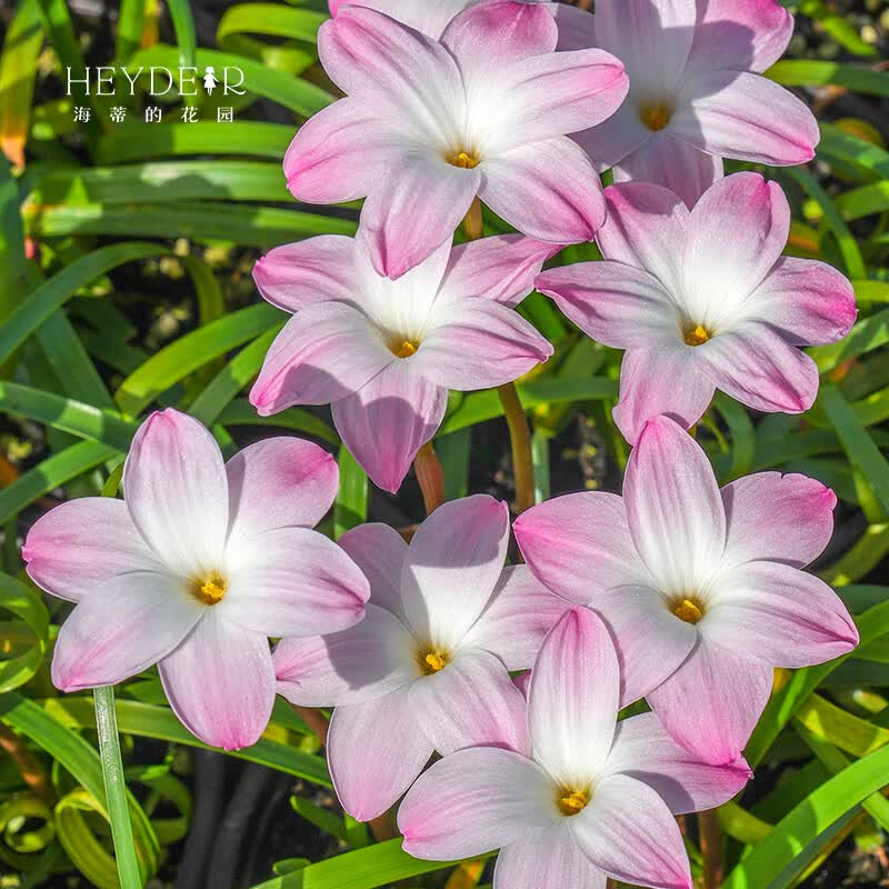 海蒂的花园风雨兰胖丽丽种球盆栽多年生庭院阳台花卉植物苗 【盆栽苗】胖丽丽12cm盆
