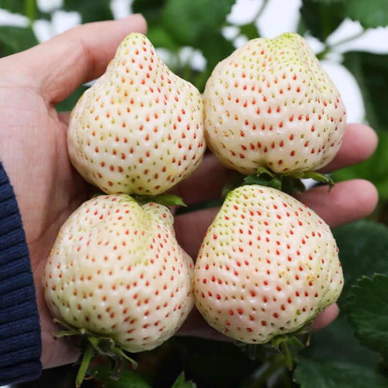 北蔬草莓苗带土发货奶油带盆栽 【香甜口感型】小白草莓苗 1盆