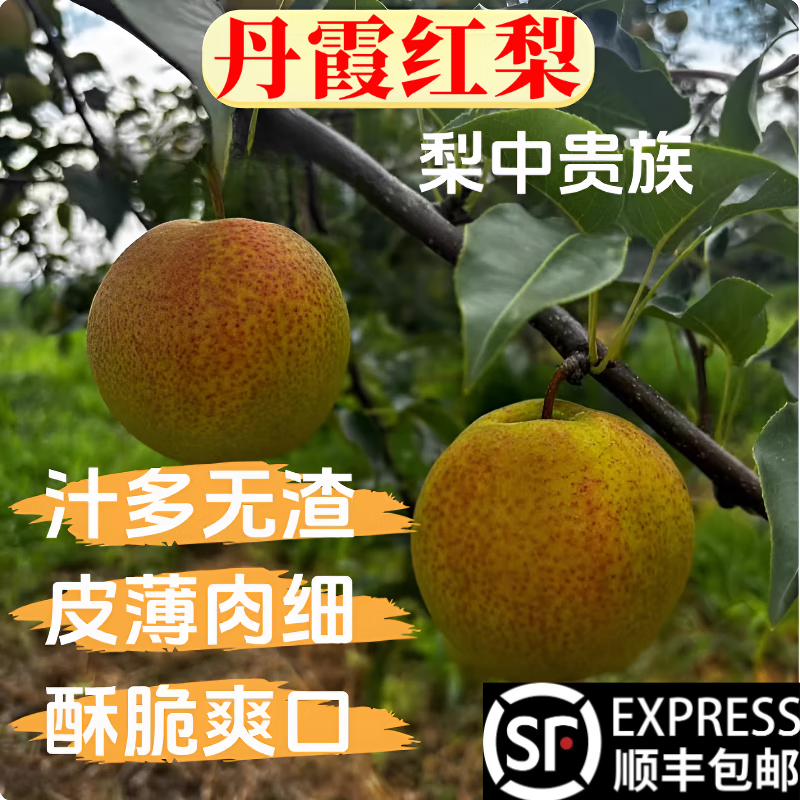 山西运城丹霞红梨大果脆甜雪梨现摘当季新鲜孕妇