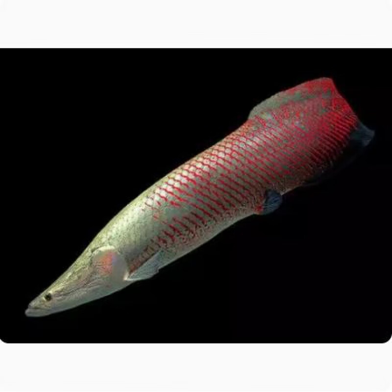 大型热凶猛红尾巨骨鱼雷龙红尾海象鱼活体七彩海象七星海象观赏 巨骨