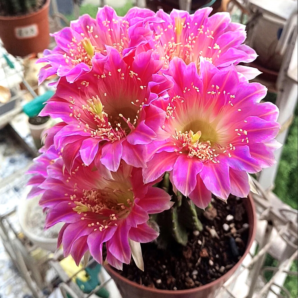 萌卉植開(kāi)花仙人球帶花苞多肉植物帶盆陽(yáng)臺(tái)庭院盆栽室內(nèi)辦公室綠植緋花玉 阿爾特娜寬約7cm高約9cm【帶花苞】 簡(jiǎn)易盆發(fā)貨