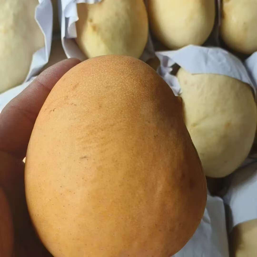 圣德龙钻石芒果热带水果光滑无丝新鲜水果圣德隆 1500克特大果单果300克以上