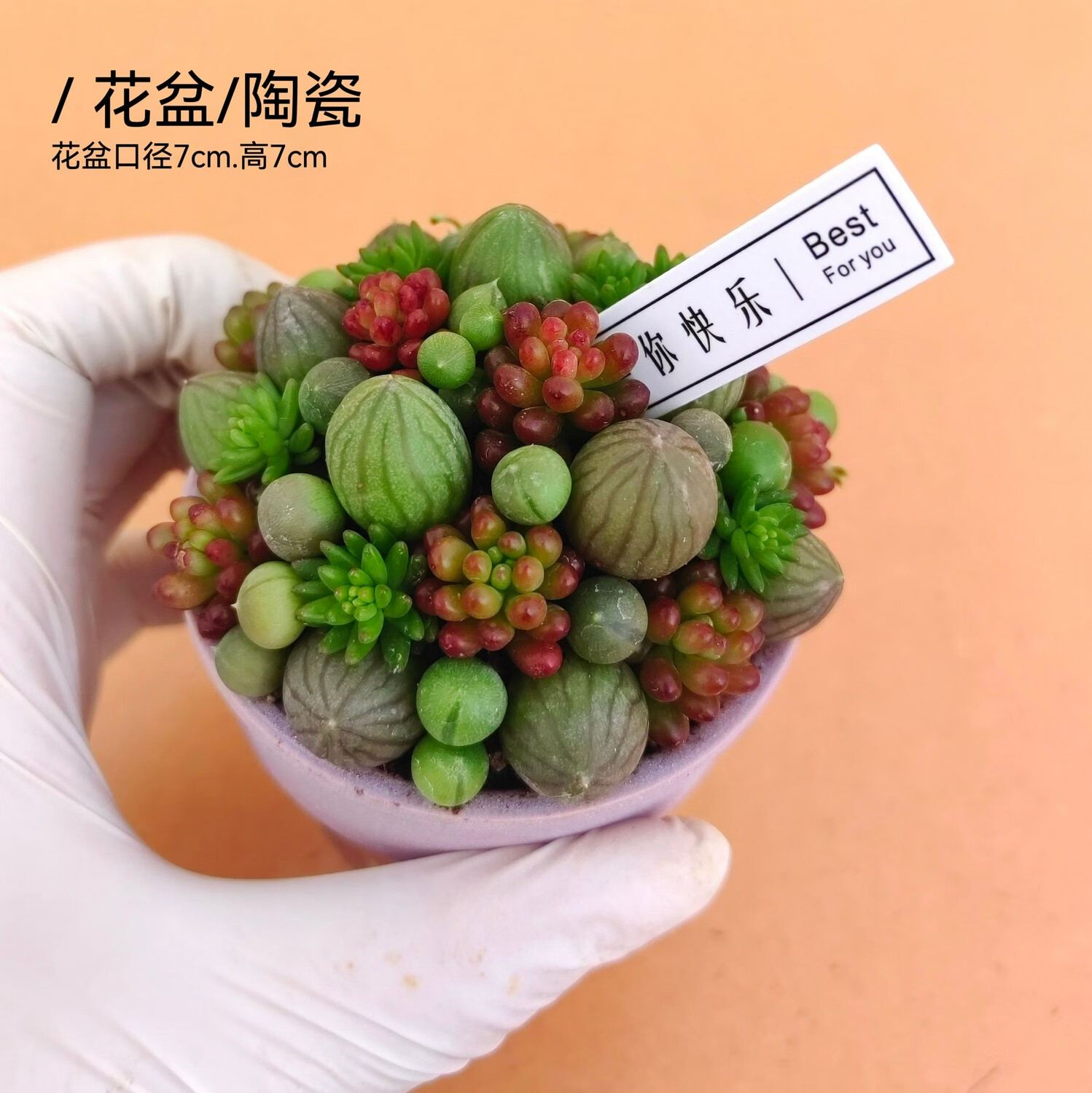 多肉糖果西瓜球组合创意小盆栽小珠子植物搭配有意思的冰激凌花卉