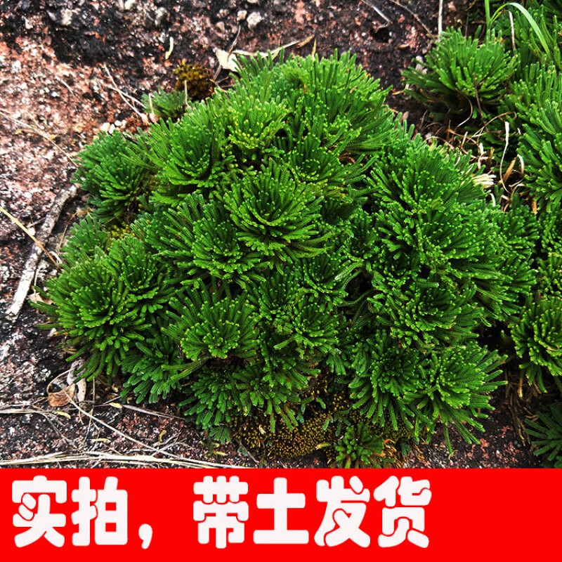 野生卷柏盆栽九死还魂草小盆栽植物迷你绿叶植物四季常青 一窝20株带原土发货