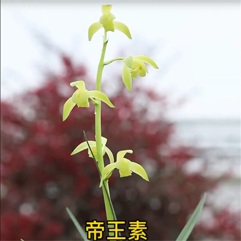 兰花蕙兰帝王素无花苞发货浓香花卉绿植裸根植物名贵好养易来花 蕙兰