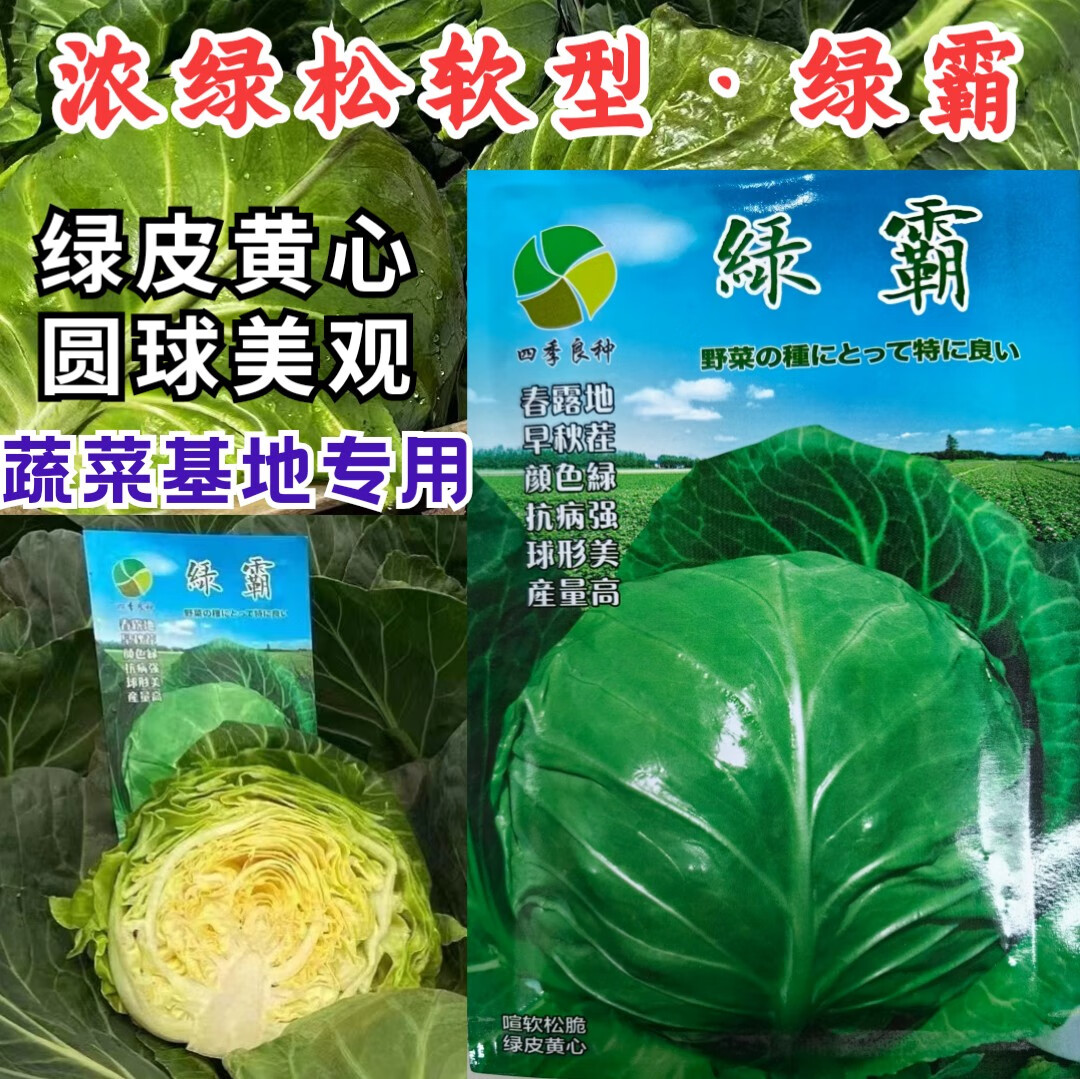绿霸甘蓝种子圆球浓绿皮黄心暄菜松软耐裂早熟50天春秋甘蓝种子籽