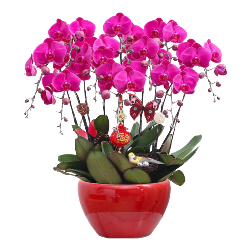 仙植緣【2小時(shí)達(dá)】蝴蝶蘭花卉盆栽開(kāi)業(yè)喬遷中秋送禮物同城配送 12支大辣椒蝴蝶蘭|紅盆 可提前拍照 送貨上門