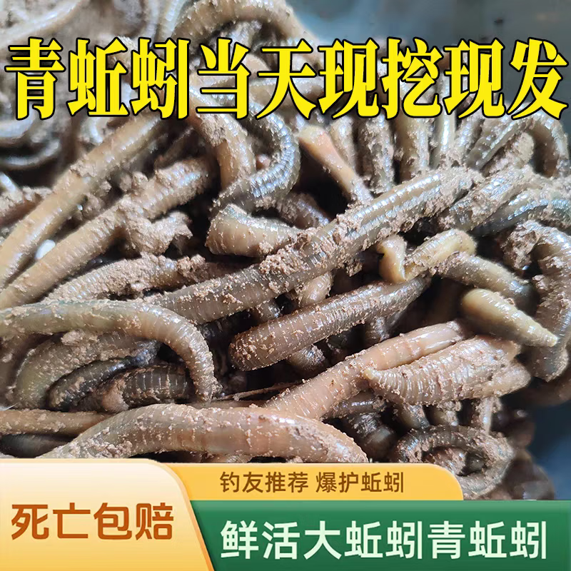 青蚯蚓鲜活鱼饵钓黄鳝青蚯蚓钓黄鳝诱饵活饵蚯蚓 中号1斤(顺丰快递)