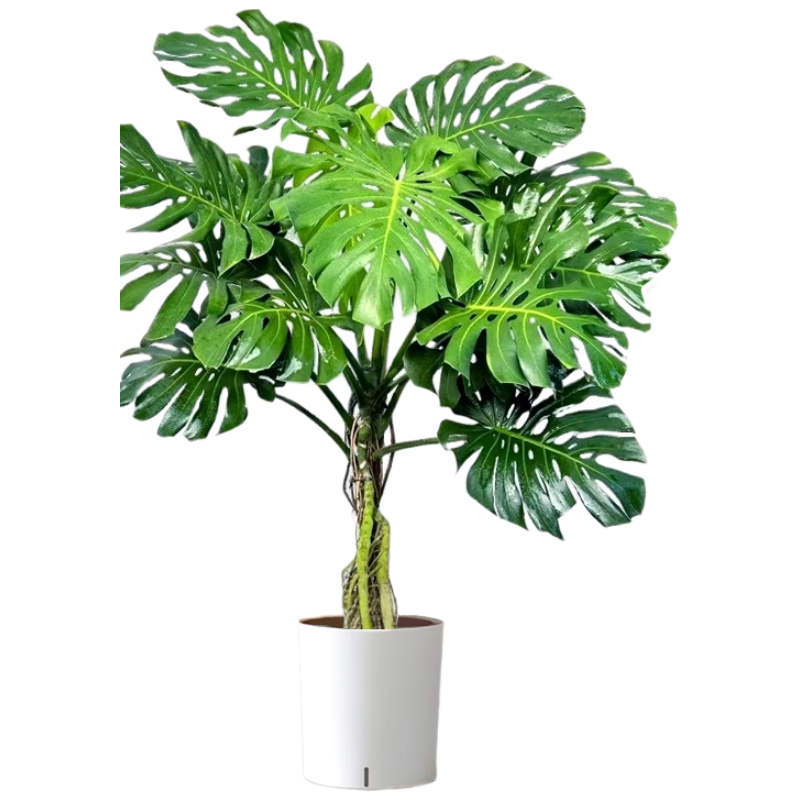 ��������׮�걳�����Կ������ڰ칫�Ҵ���ֲ�辰������������ȩԴͷֱ��