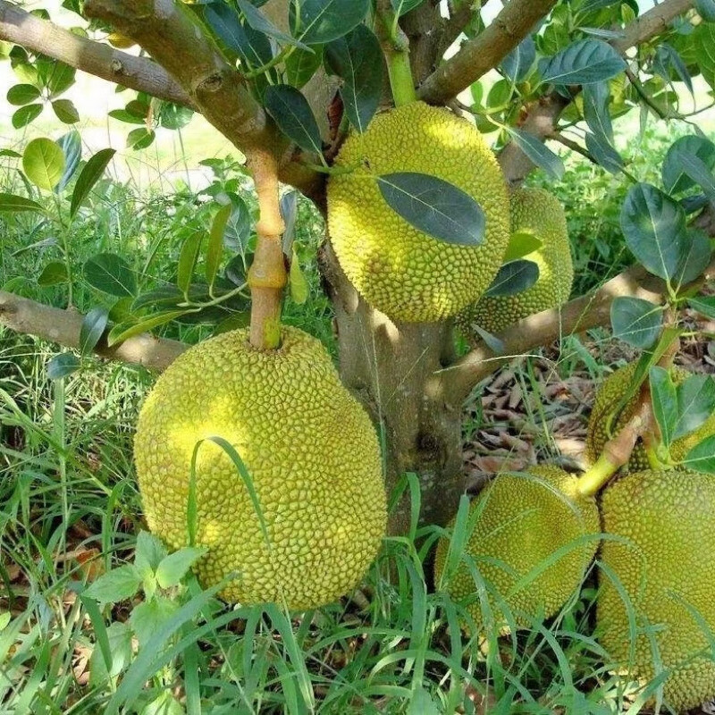 木菠萝树苗 广西湿包 金包四季菠萝苗 水糖菠萝蜜树苗 庭院果树苗 1年