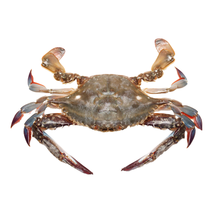 �ʻ�����з�ٶ���Ұ����ɽ���з�����䶳з����ˮ��������� 7-9��/ֻ����Ʒ��ɽ����з5�