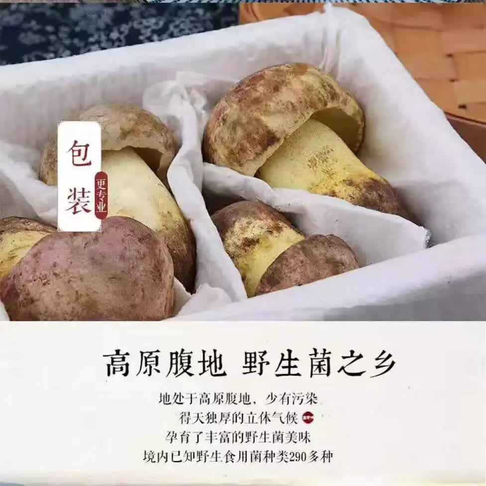野生菌见手青牛肝菌新鲜现采顺丰空运粉菌白葱云南野生菌蘑菇2026 510g一斤精品质量装