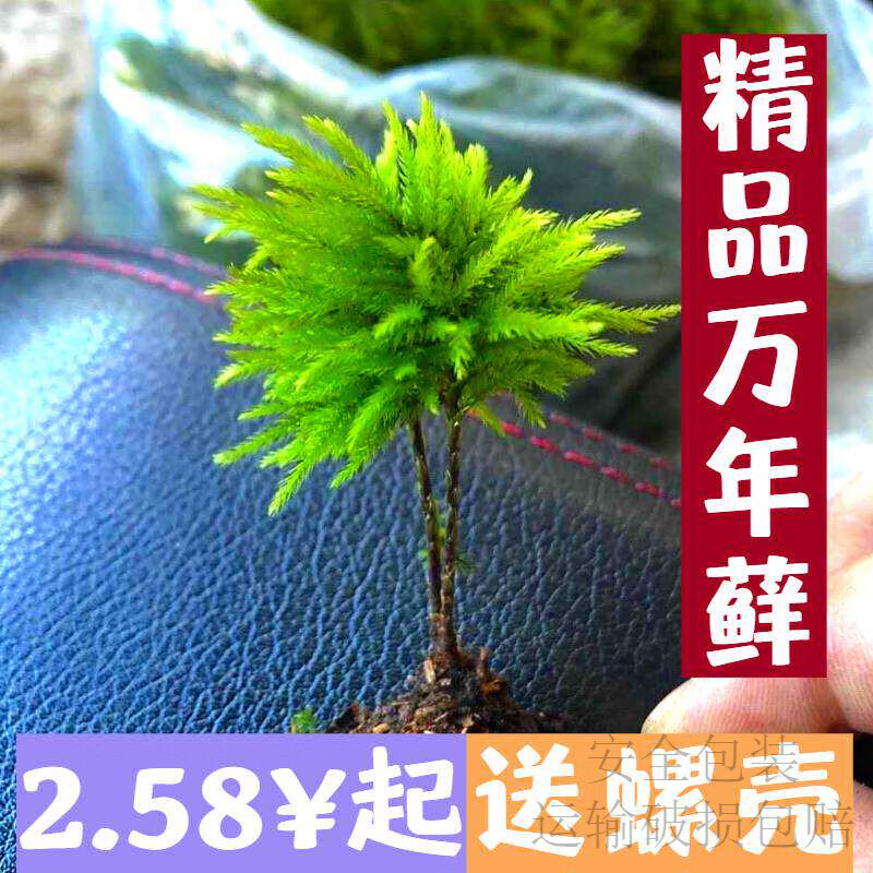 万年藓水草小型客厅生态鱼缸造景小植物水培遇水即活耐低温微景观 精品万年藓10颗