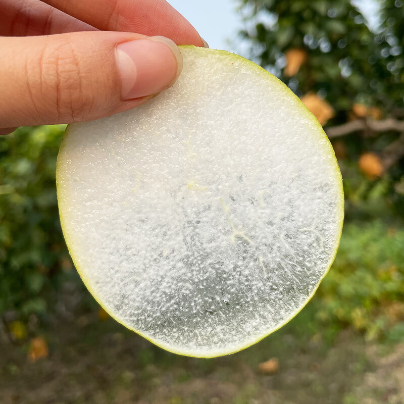 沣御园安徽砀山皇冠酥梨爆甜脆梨子 薄皮黄酥梨应季水果 带箱5斤装-净重约4.5斤 大果单果约200g+