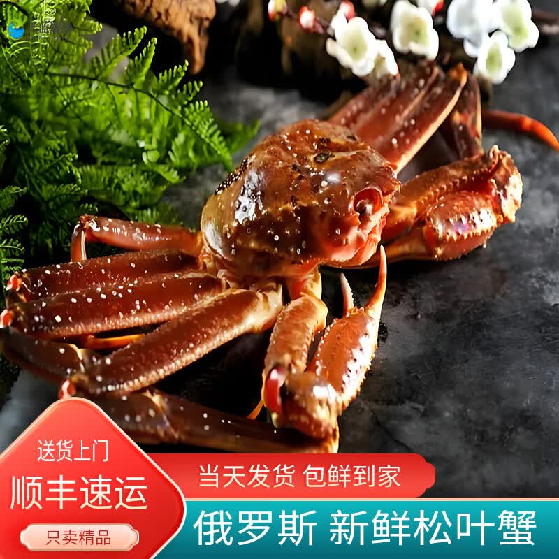 俄罗斯新鲜松叶蟹 活冻长脚蟹板蟹蟹腿红毛蟹海鲜水产 生鲜蟹类 【松叶蟹】 1.6斤 -2斤