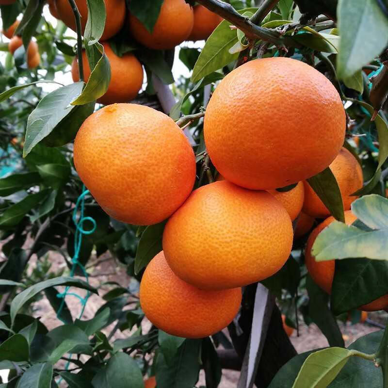 皓谦【京鲜配送】正宗特产柑橘桔子爱媛28号新鲜水果9/12/18枚 精选 9