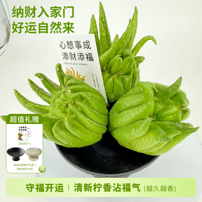 京东鲜花佛手柑1个400-600g+盆+贺卡套装鲜观赏节日送家人礼物源头直发