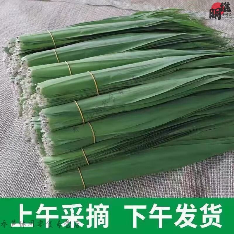 望蓝川芦苇粽叶 粽子叶子 苏北2025新鲜采摘芦苇叶大宽叶端午节包粽子粽 3-5厘米宽芦苇叶100片送绳子