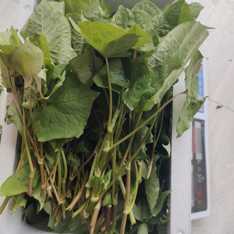 贵州野菜新鲜野苦荞头苦荞兰野荞兰荞荞麦根苦荞兰种植根新鲜现摘 1斤