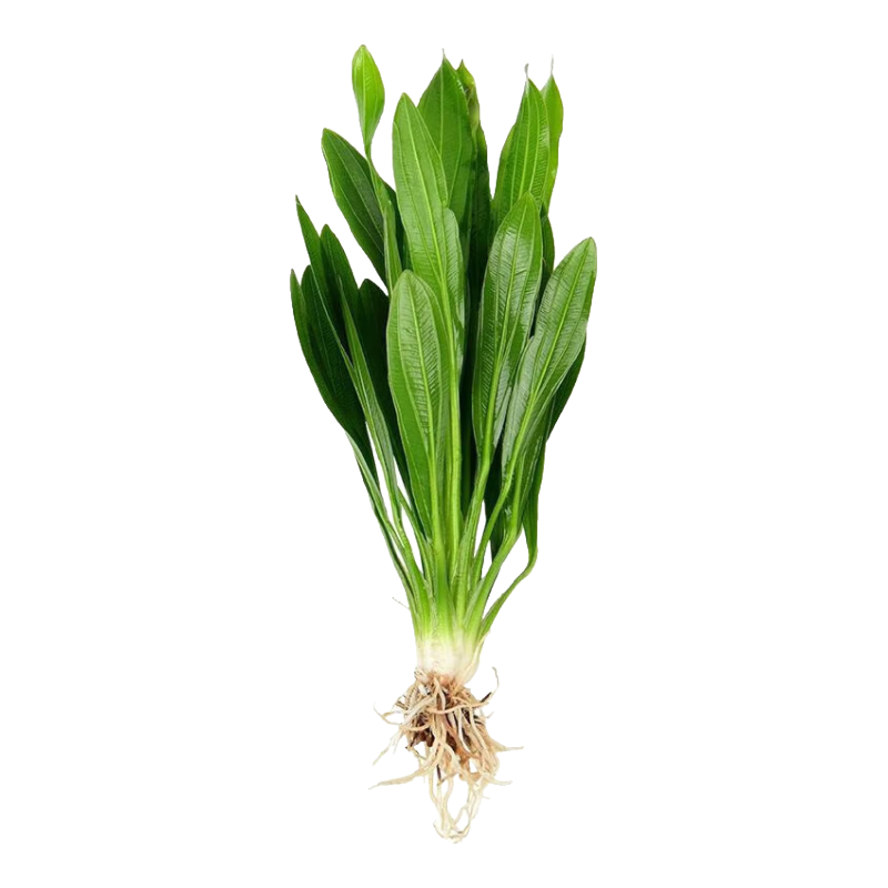 �̾Ź�����Ź����ˮ��������쾰��ˮ����ˮ�ݳ�ľ�쾰ֲ С�Ź�1�� ��ֲ��