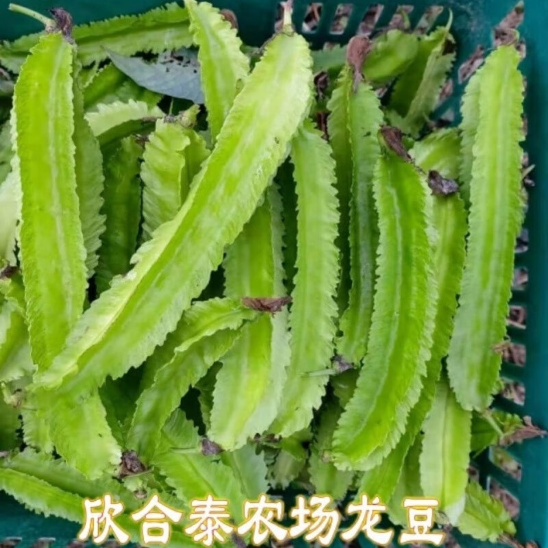 新鮮現(xiàn)摘當(dāng)季四角豆龍豆四棱豆鮮豆豆角嫩豆原生態(tài) 0.5斤
