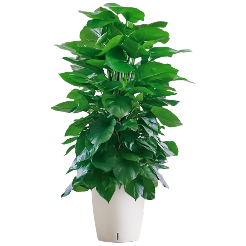 �����д�Ҷ���������Կ���������ֲ�칫���ڳ���ȩ������������Դͷֱ��