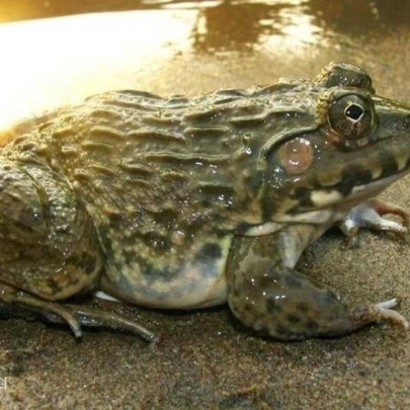 庐山石鸡南昌老鸽田鸡下酒菜山泉水滋补美食非石蛙刺胸蛙肉山鸡 现杀