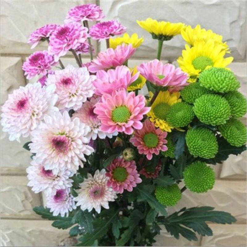 禾之润小雏菊鲜花云南昆明鲜花花束基地直发速递同城家用插花水养花批发 随机混色小雏菊5枝 送保鲜剂