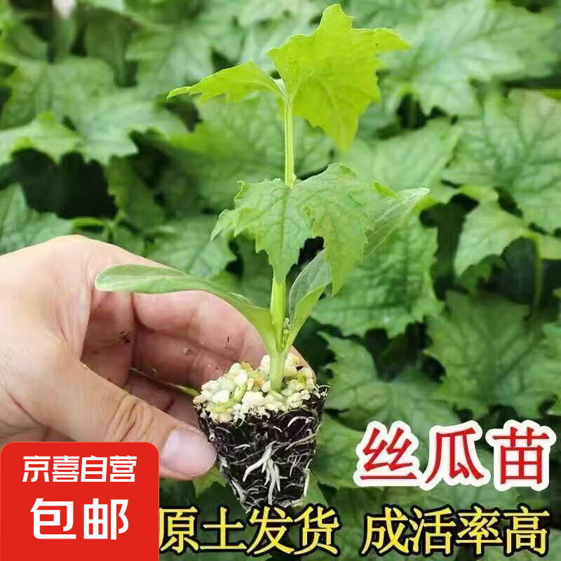 丝瓜苗蔬菜苗四季播春季长香丝瓜棱丝瓜种幼苗冬瓜南瓜苦瓜苗秧苗 丝瓜苗 6棵