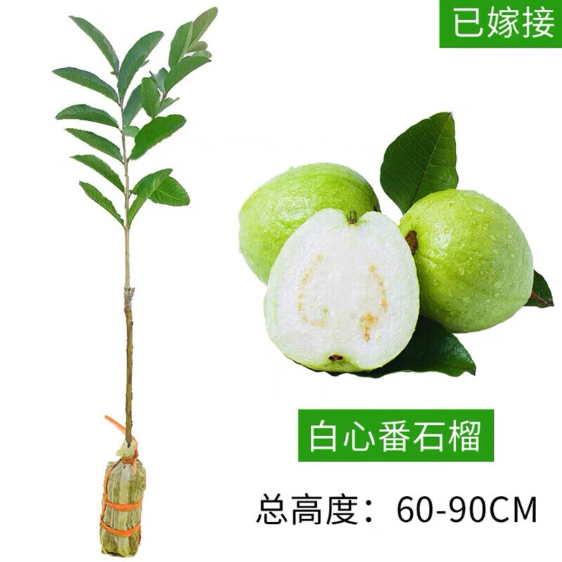 正宗嫁接番石榴苗樹臺灣珍珠芭樂番石榴紅心白肉胭脂紅番 珍珠白肉兩年苗 40cm（不含）-60cm（不含）