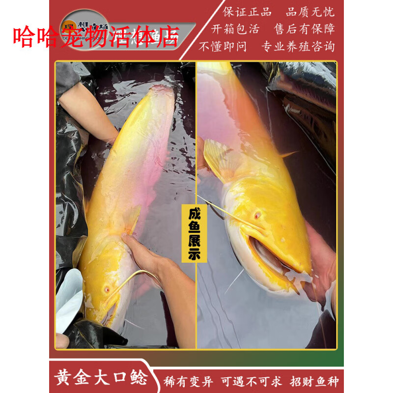 渔想观赏鱼黄金大口鲶鱼变异黄化大口鲶活体不加温凶猛鱼稀有鱼冷水鱼