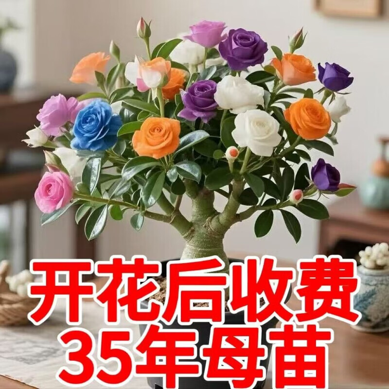 新品沙漠玫瑰重瓣大花浓香型多肉月季花植物四季易活懒人好养清仓 【重瓣3-5色】8年苗2盆/原土原盆【包成活】