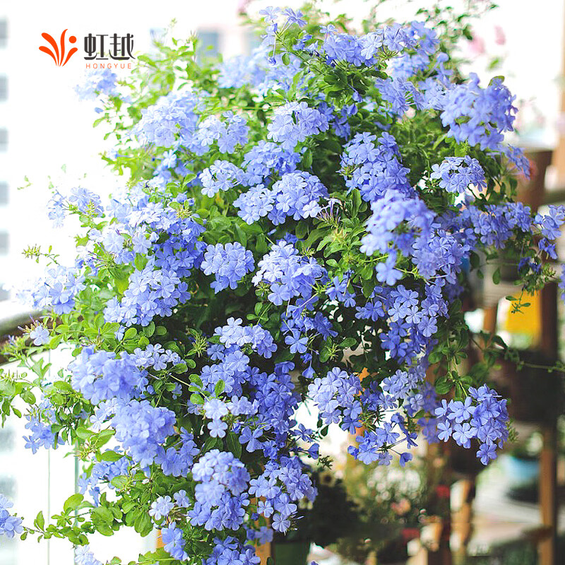 虹越（HONGYUE） 藍雪花盆栽花園陽(yáng)臺垂吊裝飾花卉多年生易養耐熱觀(guān)賞期長(cháng) 【特大規格·爆花成景】藍雪花 5加侖