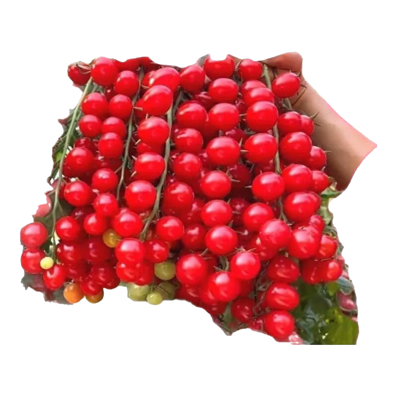 �����֭���ٲ�С�������� ʥŮ��ӣ�������� �����߲����� 1��Լ200�� 1.01Ԫ