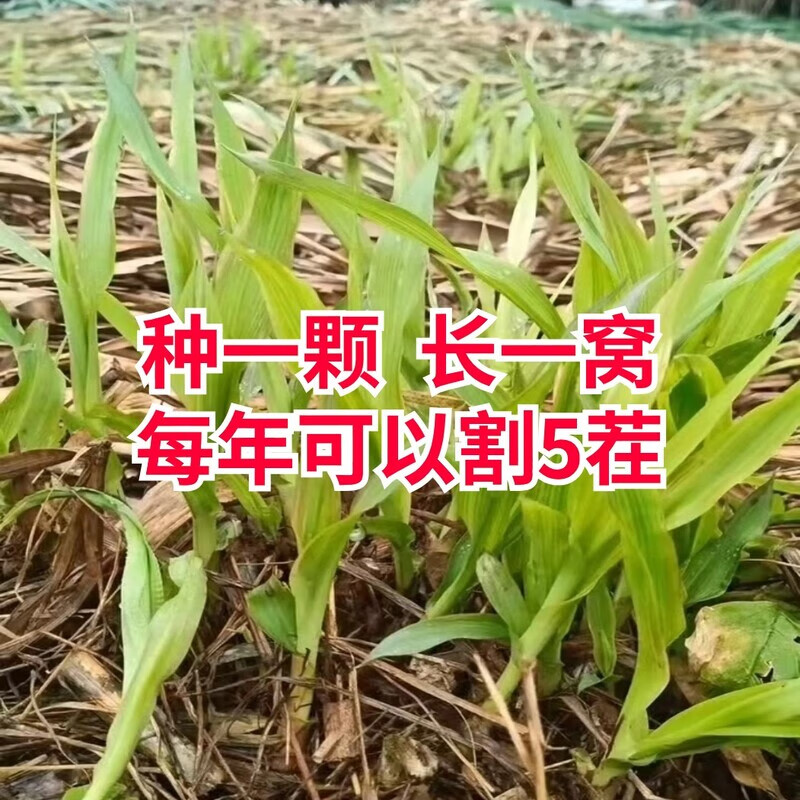 甜象草3号种节无毛高产耐寒皇竹草巨菌草种子多年生四季常青牧草 无毛甜象草100节送生根粉