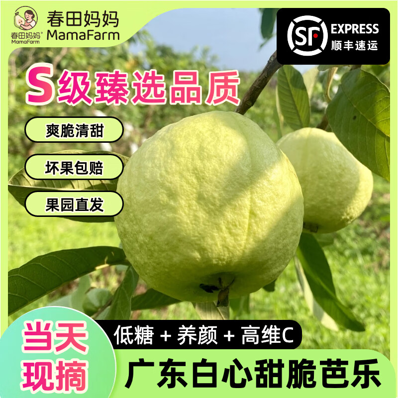 【低糖高维C】产地直发 广东新鲜糖尿病水果白心甜脆番石榴芭乐 【推荐买】5斤|S级臻选当天采摘