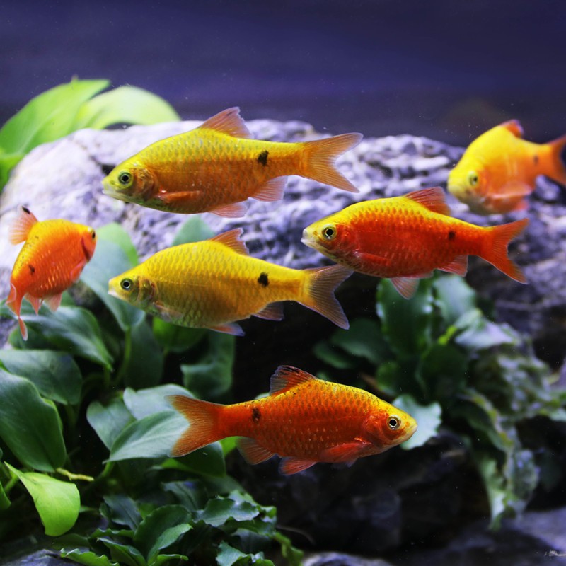 小型热带鱼混养活体活物亲嘴鱼曼龙鱼金元宝虎皮宝蓝凤凰珍珠马甲