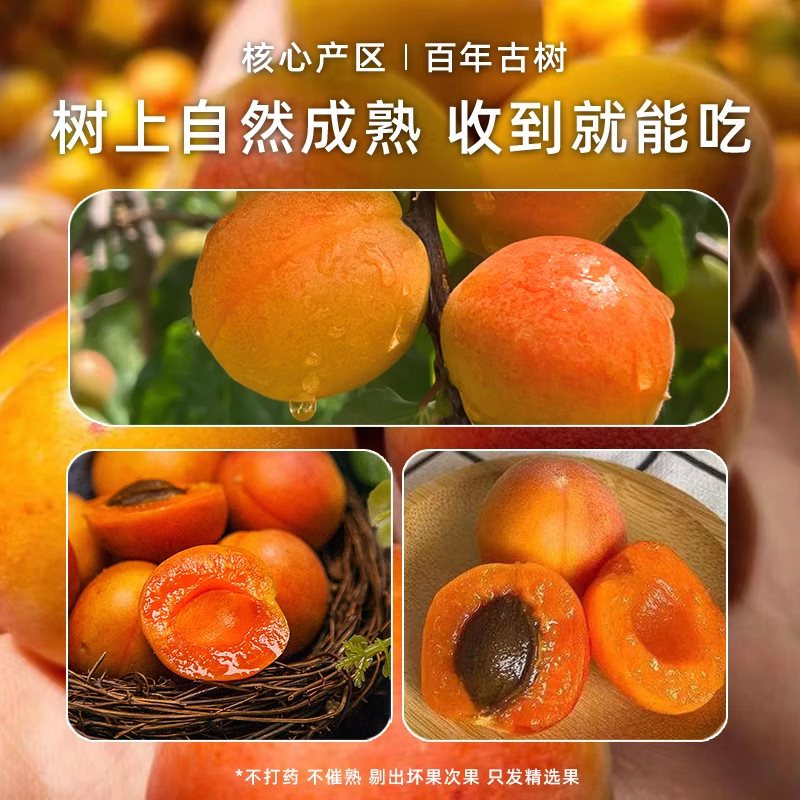 【顺丰空运】正宗新疆小红杏阿克苏吊杆杏现摘新鲜甜杏子整箱 【实惠装】小红杏4斤