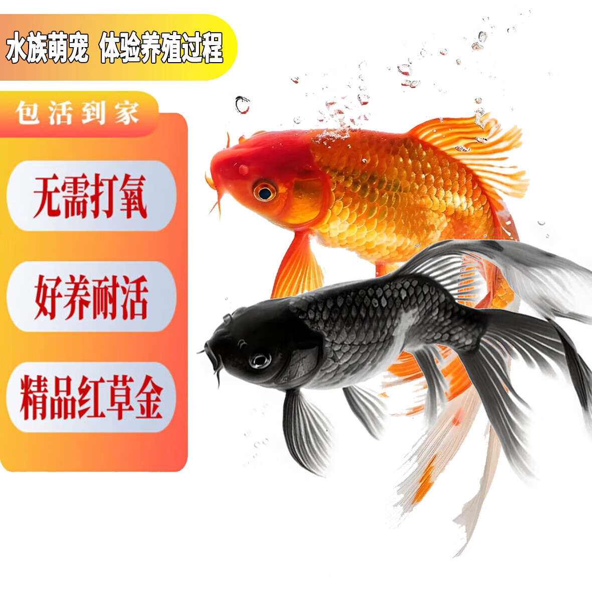 招财宠物鱼冷水观赏草金鱼锦鲤鱼好养耐活包邮包活 【1-3厘米】 混色招财水宠金鱼2条送1条备损