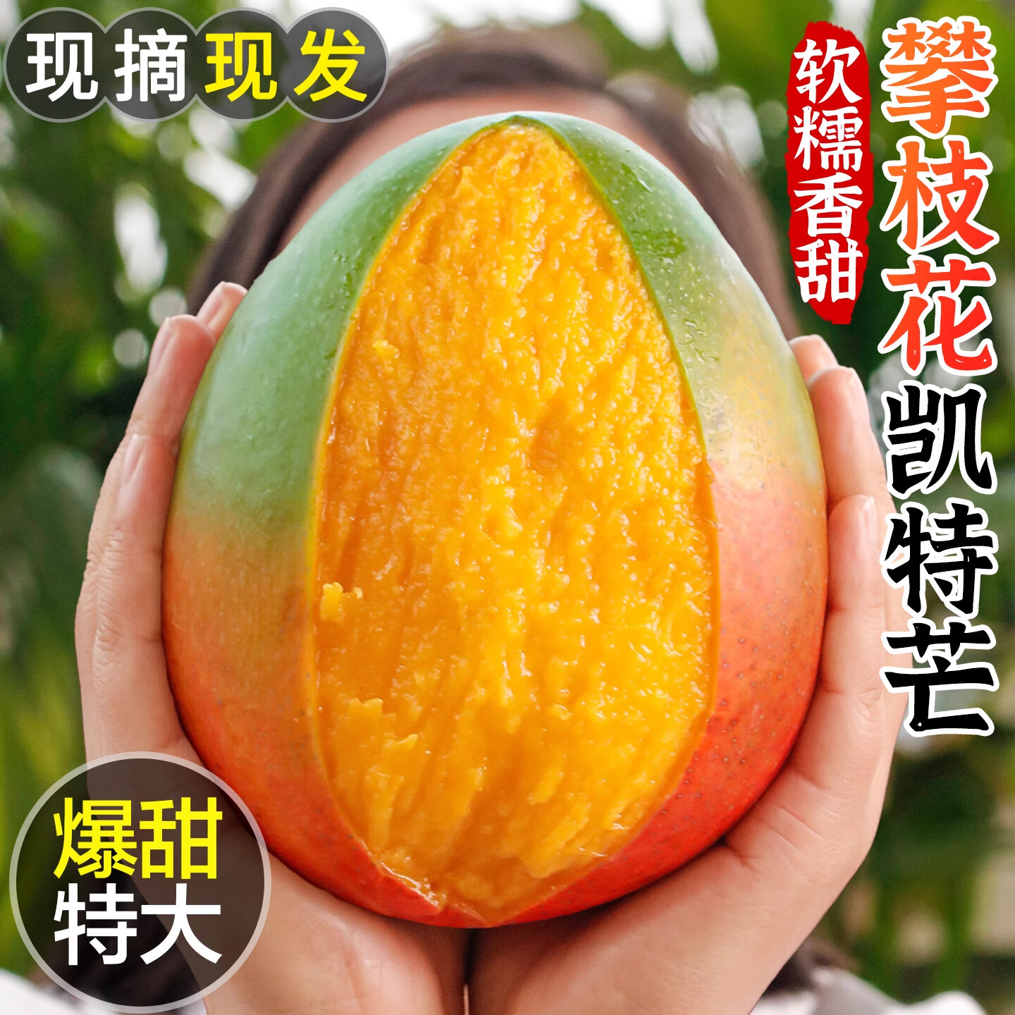 海南金煌芒 4.5斤单果200+
