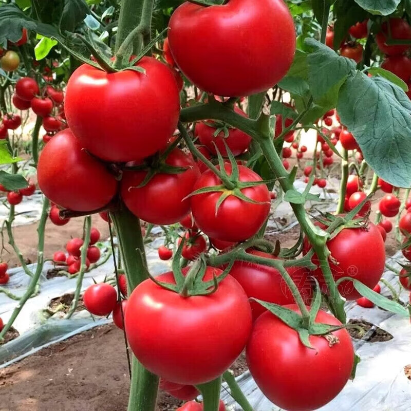 高山新鲜西红柿水果番茄自然熟生吃减肥减脂即食蔬菜生鲜源头直发 大红西红柿净重 1斤