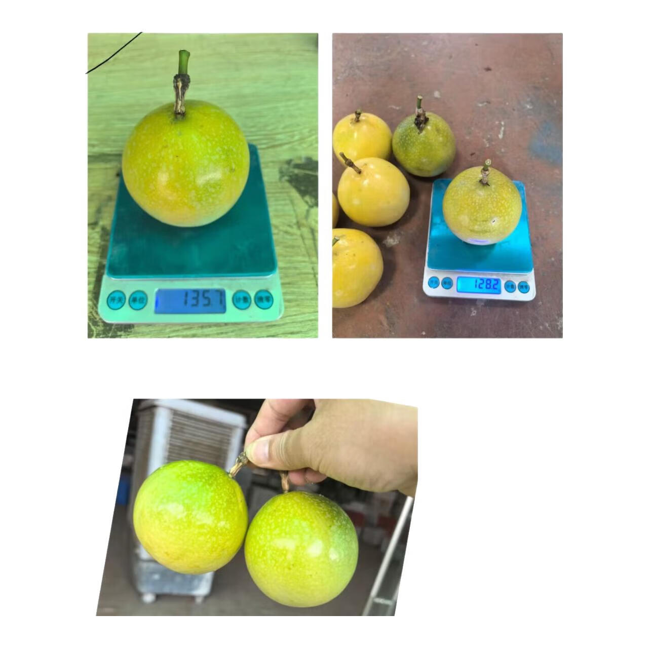 香甜浓郁 |广西岑溪钦蜜九号特大果王黄金百香果新上市 净5斤装 【90-120+g] 超甜爆表